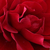 Vörös - Virágágyi floribunda rózsa - Grand Palace